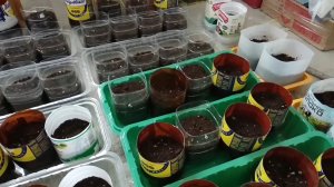 Правильный свет для рассады. Рассада для огорода.