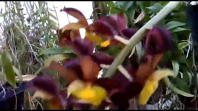 Catasetum Tenebrosum - Black Species  Orchid Of Venezuela & Colombia  - Nice Fragrant Orchid