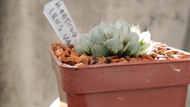 Haworthia obtusa blue lens variegata смотреть онлайн
