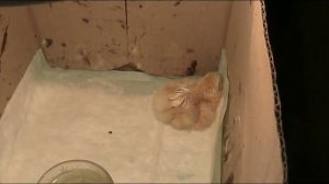 Почему нельзя сразу же доставать цыпленка из инкубатора // Секреты хороших урожаев.