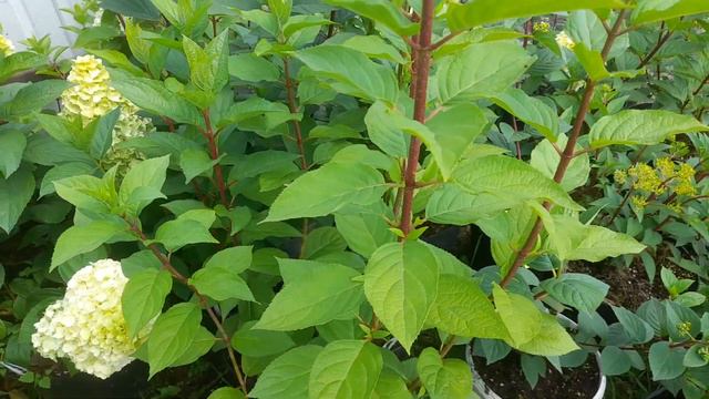 Саженцы гортензии в один ствол.Резать или нет?🤔🌿🌿🌿 смотреть онлайн