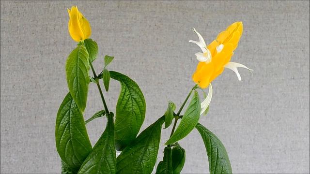 Пахистахис. Цветок пахистахис в разгар цветения смотреть онлайн