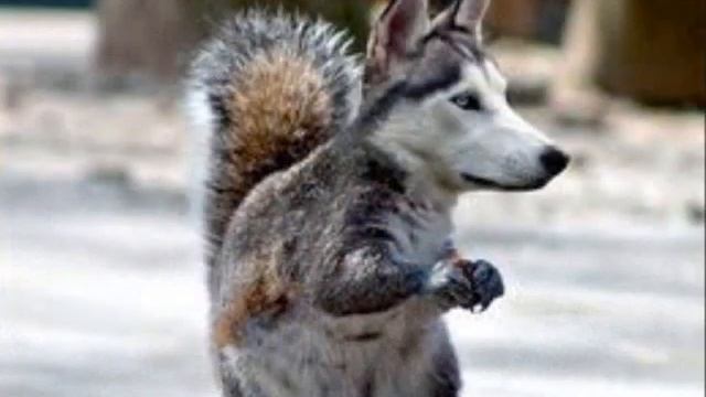 PhotoShopped animals 1 смотреть онлайн