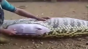 АНАКОНДА ПРОГЛОТИЛА КОРОВУ. самая большая анаконда. большая змея. монстр. жуткое существо сняли
