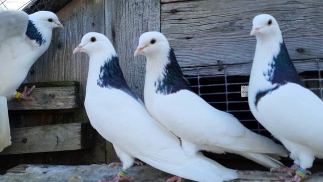 Племя 2023 пермские гривуны смотреть онлайн