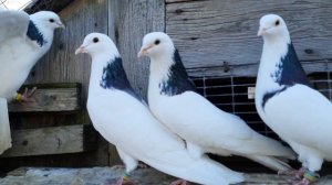 Племя 2023 пермские гривуны