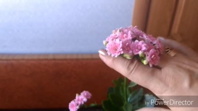 Мои красивые цветущие каланхое???, цветение зимой☃️❄️ смотреть онлайн