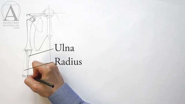 Arm Anatomy - Anatomy Master Class смотреть онлайн