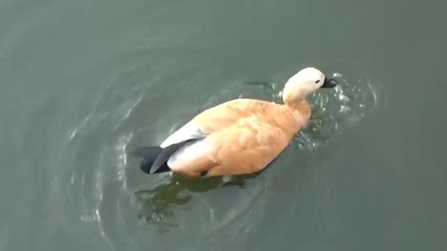 Утка - огарь - питание занятие трудное смотреть онлайн