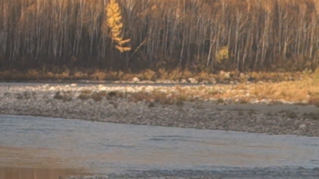 Медведь. смотреть онлайн