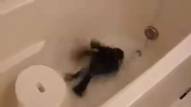 Ворона господствует в доме! смотреть онлайн