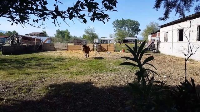 Зачем Лошади Хвост ? Или зачем я стригу ?? хвосты ? смотреть онлайн