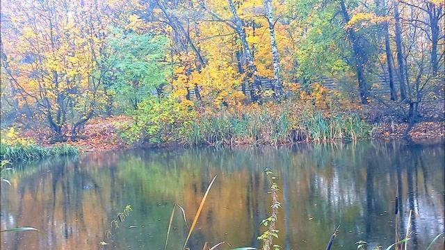 Осень в Ботаническом саду  Москва  19 октября 2023 г