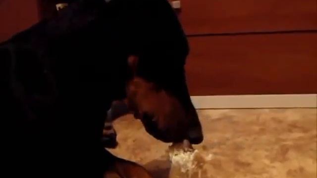 Доберманы ням-ням-ням смотреть онлайн