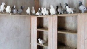 Ленинаканские голуби, в гостях у Сергея ,часть 1 ая  #мирбойныхголубей##pigeon##ленинаканскиеголуби