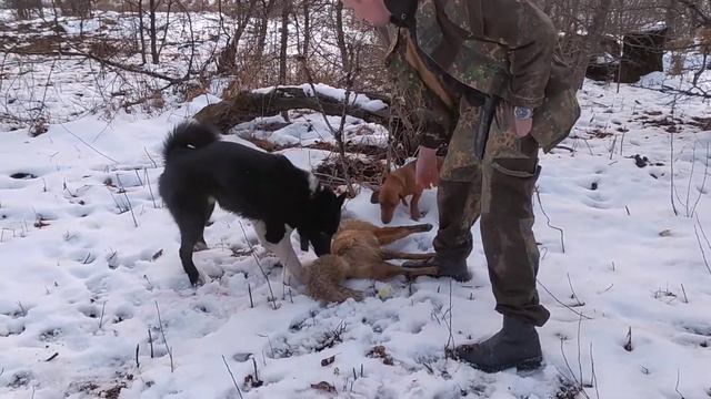 Русско-европейская лайка и такса. Шах тренируется на лисице. смотреть онлайн