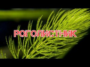 РОГОЛИСТНИК.СОДЕРЖАНИЕ И РАЗВЕДЕНИЕ В АКВАРИУМЕ