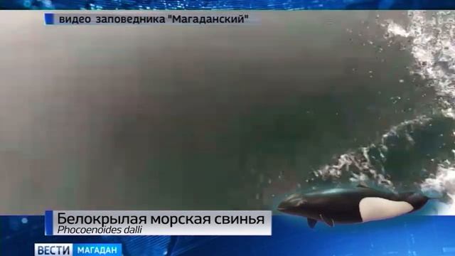 Морские свиньи у магаданских берегов смотреть онлайн