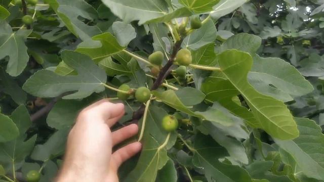 Сад на Чорній Горі. ХУРМА, АЗІМІНА, ІНЖИР, КІВІ, ВИНОГРАД, ФІСТАШКИ. смотреть онлайн