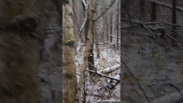 Натаска щенка зсл по белке смотреть онлайн