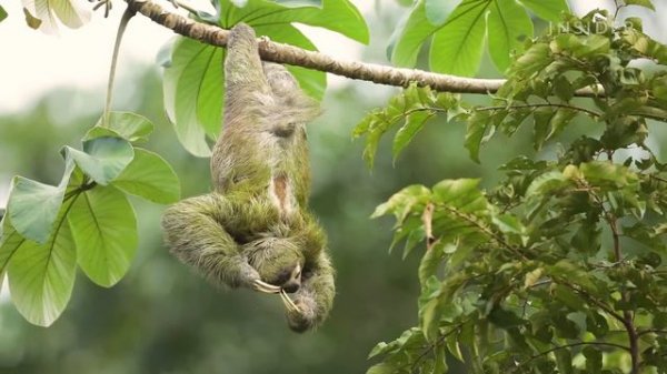 The Extreme Life Of A Sloth