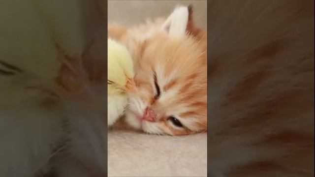 #Цыпленок и #котенок спят #Shorts смотреть онлайн