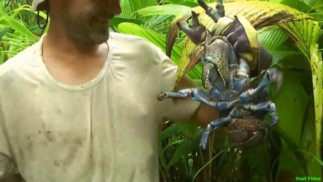 Поймал гигантского кокосового краба (Birgus latro) смотреть онлайн