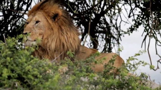 Lion in Serengeti (Tanzania) смотреть онлайн