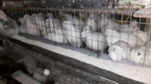 КАК ПРАВИЛЬНО КОРМИТЬ ПЕРЕПЕЛОВ.