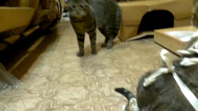 2015-03-15 - Масяня в попоне, Шустрик обалдел, 1 смотреть онлайн