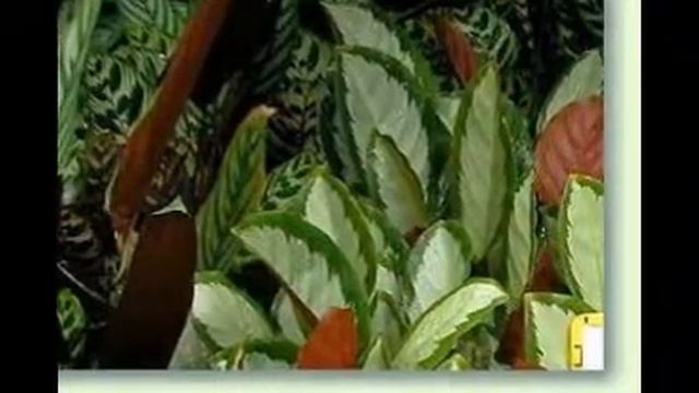 Ctenanthe смотреть онлайн