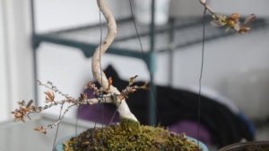 Бонсай из азалии сохнет! Опадают и сохнут листья у азалии бонсай? Что делать?! Pruning bonsai