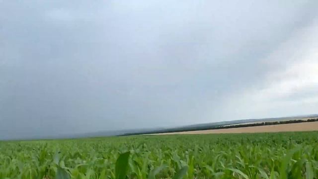 Как сработал гербицид СТЕЛЛАР ПЛЮС (STELLAR) на запущенном поле!!!