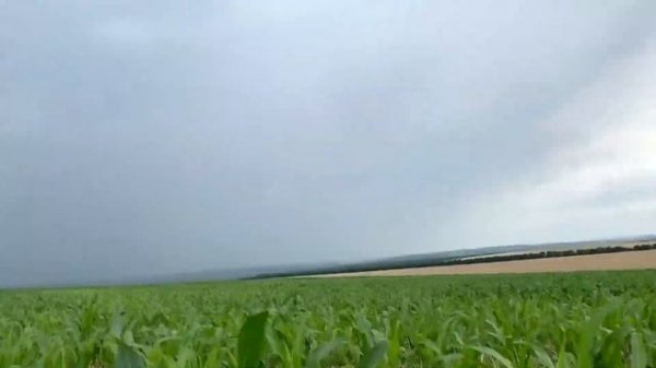 Как сработал гербицид СТЕЛЛАР ПЛЮС (STELLAR) на запущенном поле!!!