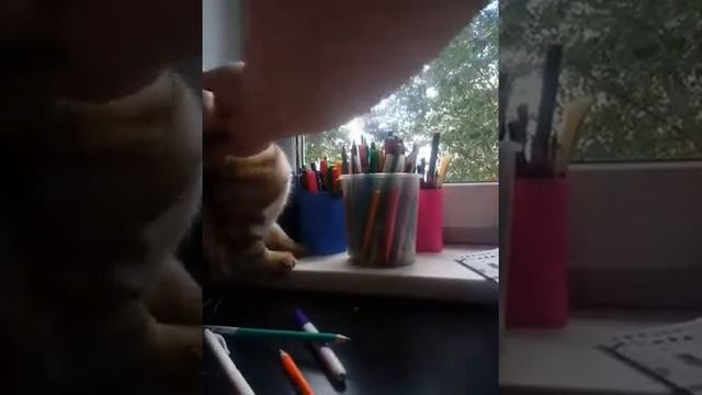 Кокой рот у кошки смотреть онлайн