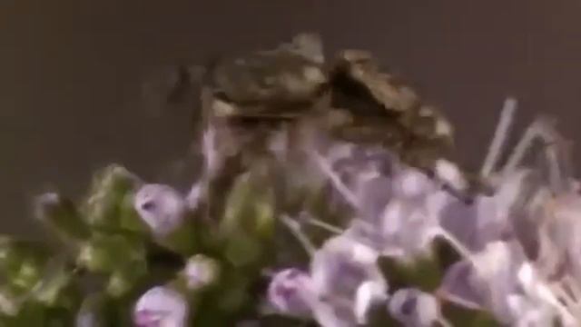 Wolf spider and dangerous predatory life смотреть онлайн