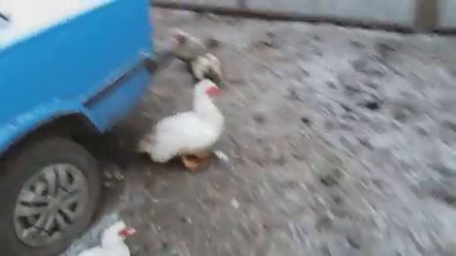 НОВОСТИ!!! О ВЫПОЙКЕ ТЕЛЯТ!. ИНДОУТКИ!. ГУСИ!. НОВОГОДНИЕ ЗАКАЗЫ.. смотреть онлайн