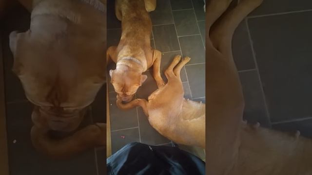 Dogue de bordeaux bugs dad смотреть онлайн
