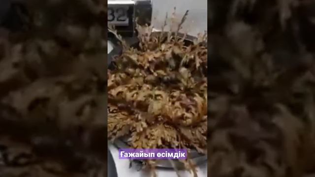 Селагинелла - пустынное воскрешающее растение, способное пережить почти полное высыхание. смотреть онлайн