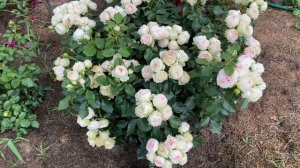 Трояндові враження. Моє зачарування сортом Пешміна (Pashmina). Флорибунда, третій рік у мене