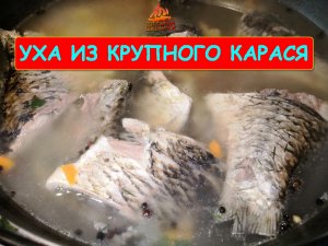 Уха из крупного карася.