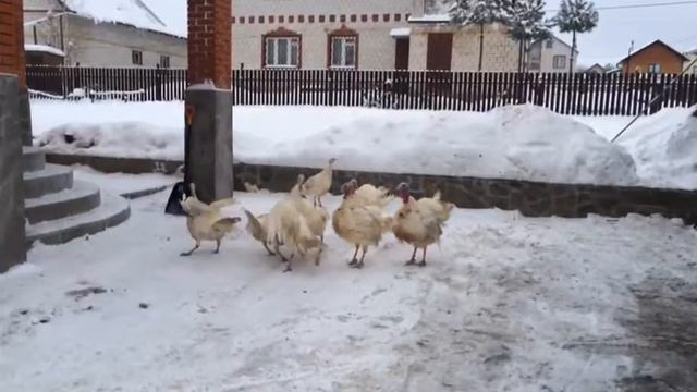 Белая широкогрудая  Индюки .Один против троих.