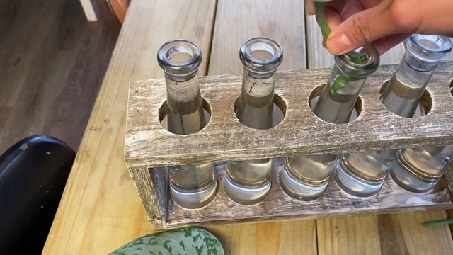 Silver Satin/Scindapsus Pictus