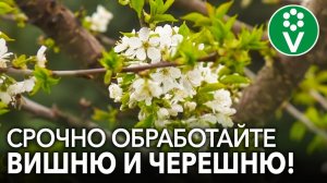 ОБЯЗАТЕЛЬНО ОБРАБОТАЙТЕ ВИШНЮ, ЧЕРЕШНЮ В ЭТИ СРОКИ! Как и когда защитить косточковые весной?!