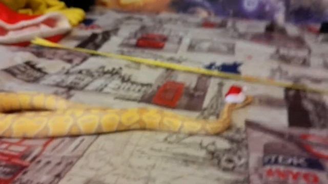 Banana Королевский питон новогодний косплей смотреть онлайн