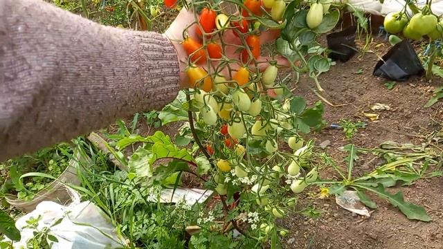 Томат черри 