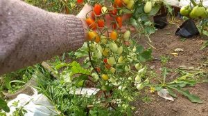 Томат черри "щербет"