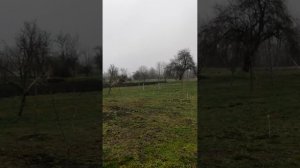 Просыпаются почки.