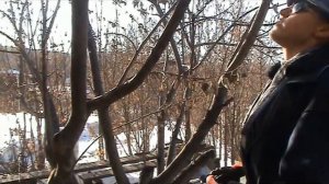 Весенняя обрезка ранетки. Мастер-класс на базе отдыха "Вишнёвый сад".  Часть 2