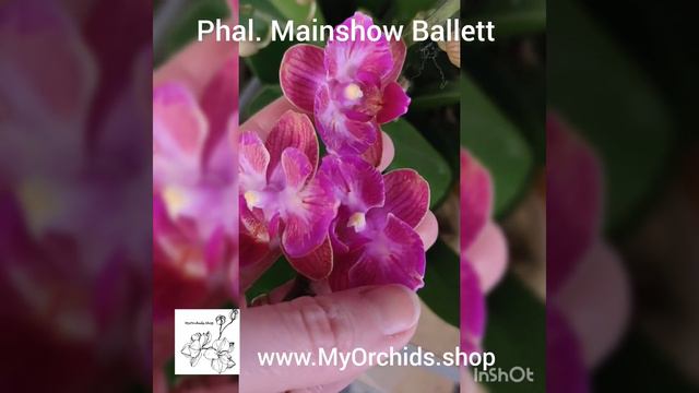 Phalaenopsis Mainshow Ballet